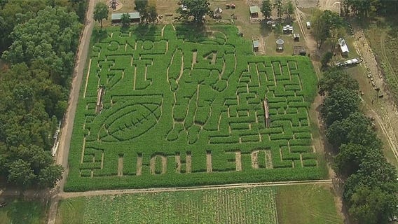 Lions corn maze honors Amon-Ra St. Brown