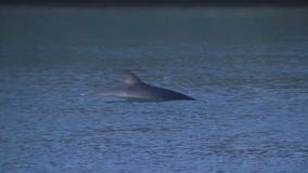 Whale spotted off Long Beach port