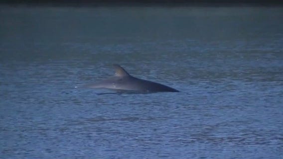 Whale spotted off Long Beach port