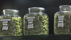 Early cannabis cultivation in Minnesota