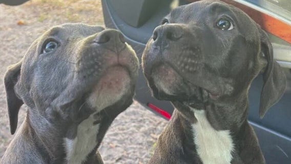 Neighbors help reunite stolen dogs with owner