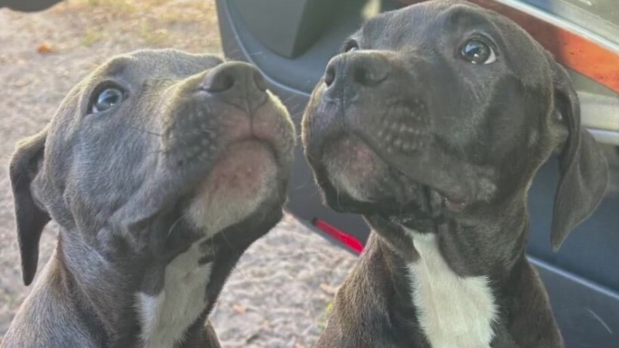 Neighbors help reunite stolen dogs with owner