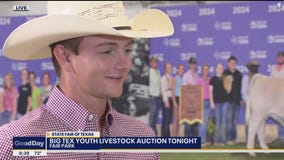 Grand champion steer up for auction at state fair