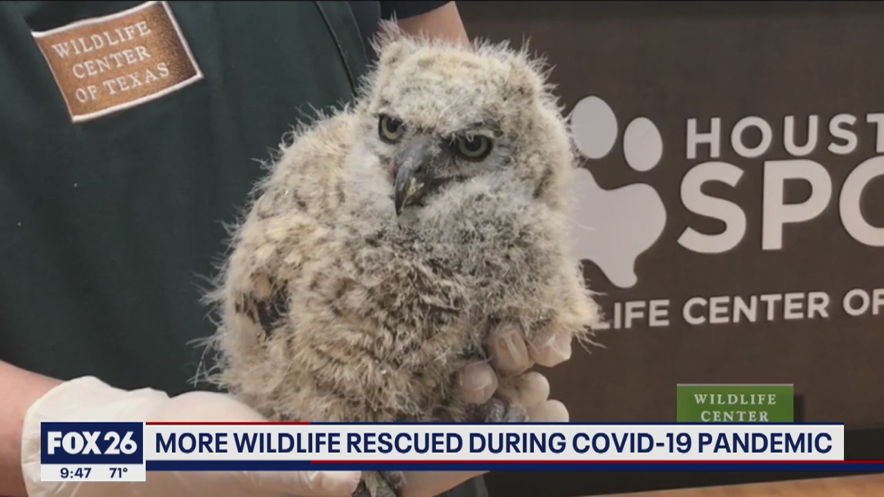 More wildlife rescued during COVID-19 pandemic