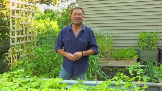 Mid-summer refresh for your garden