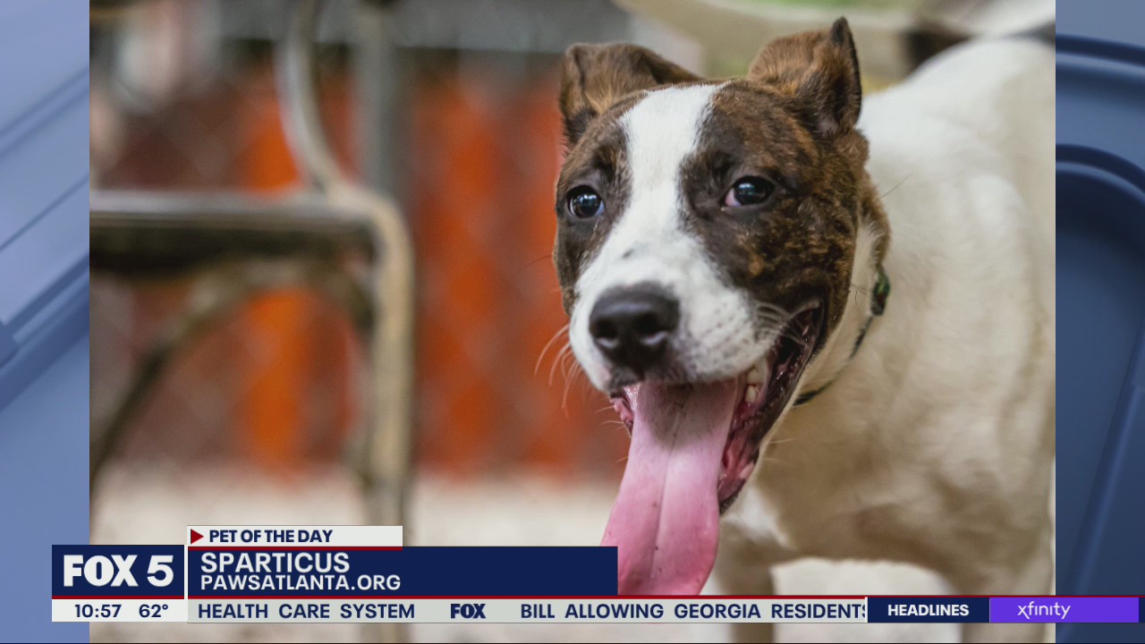 Pet of the Day from PAWS Atlanta