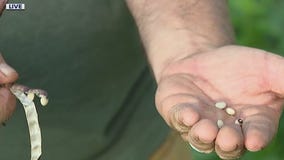 Different kinds of beans, uses for them