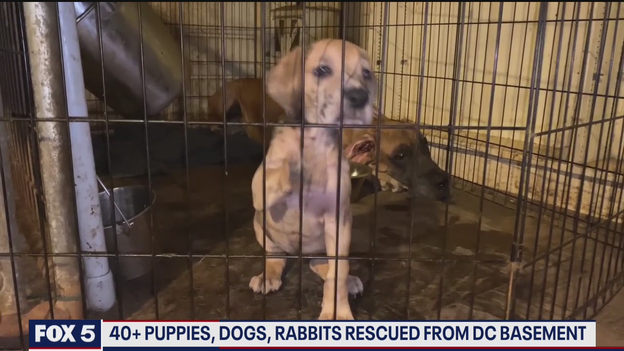 More than 40 puppies, dogs, rabbits rescued from DC basement | FOX 5 DC