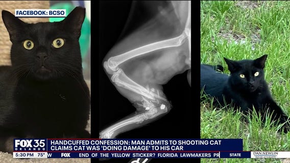 Man charged, accused of shooting, injuring cat