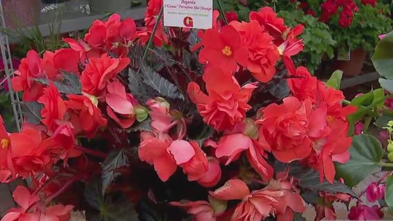 Best plants for shade and sun