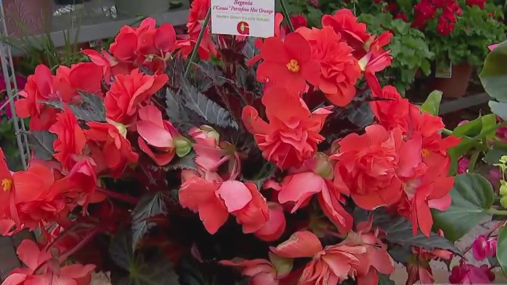 Best plants for shade and sun