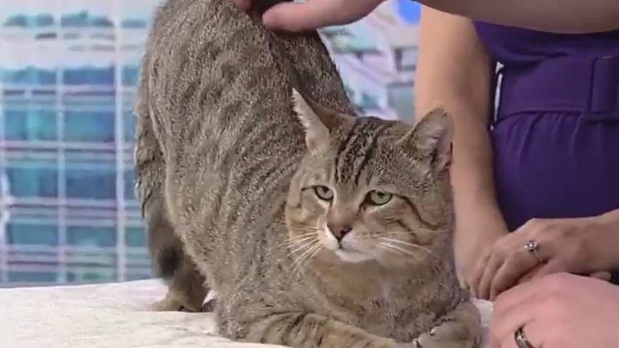 Meet George: Our Pet of the Day