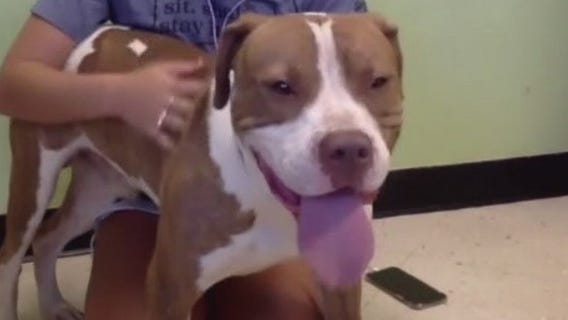 Pet of the Weekend: Cormick