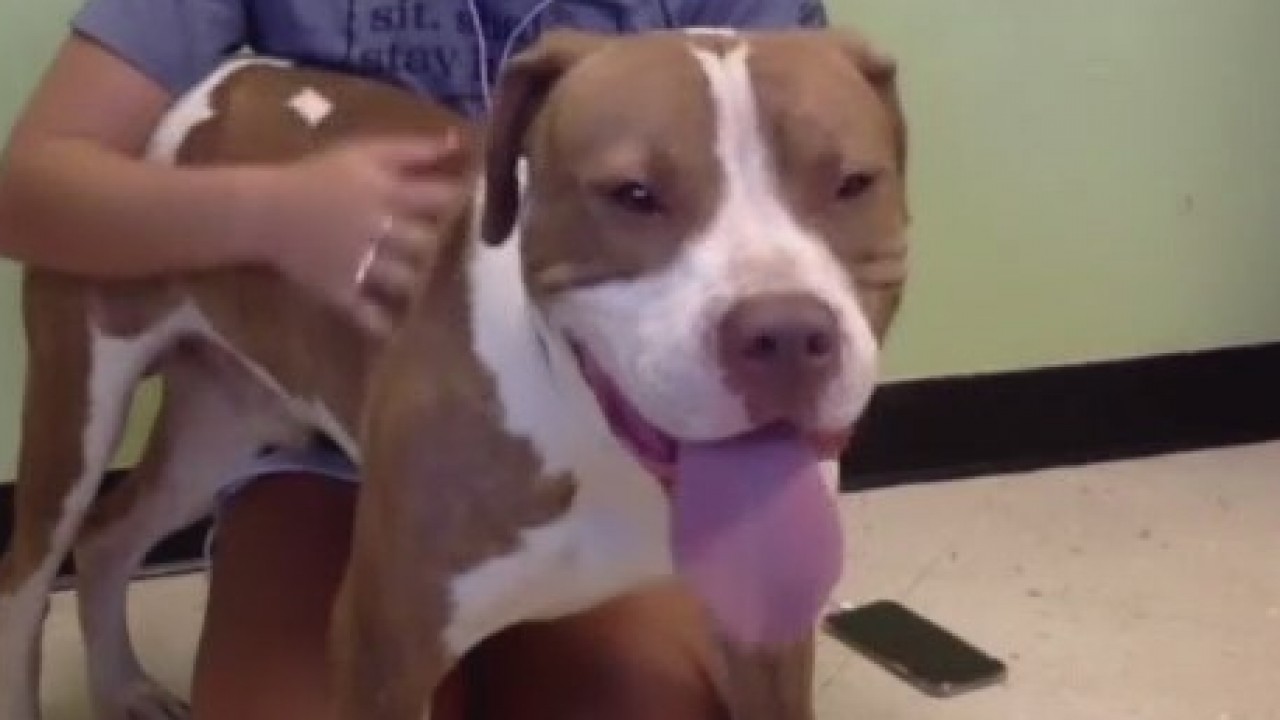 Pet of the Weekend: Cormick