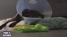 Only in Florida: Woman saves dog from mouth of gator