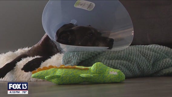 Only in Florida: Woman saves dog from mouth of gator