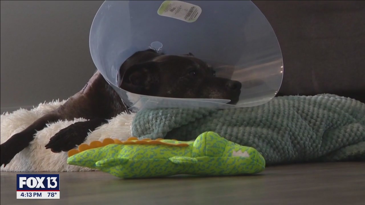 Only in Florida: Woman saves dog from mouth of gator