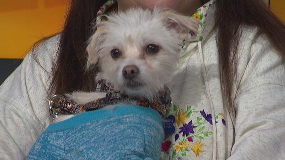 Pet Project: Kingston from Kenmar Rescue