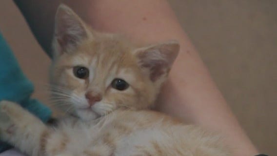 Find the perfect kitten for you at the 13th Annual Kittypalooza