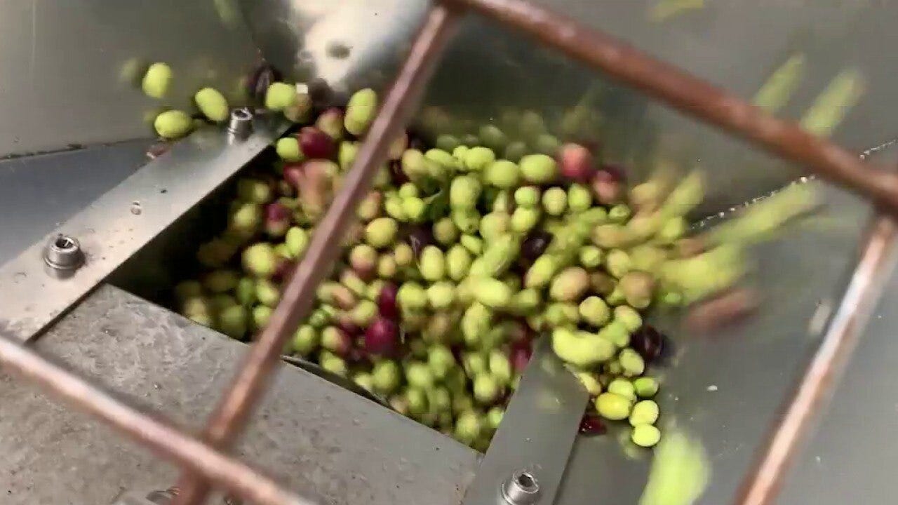 Inside the annual harvest at Queen Creek Olive Mill