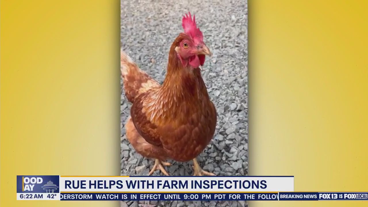 Pet Tricks for Tuesday, April 1