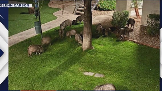 Caught on camera: Javelinas feast in Ahwatukee