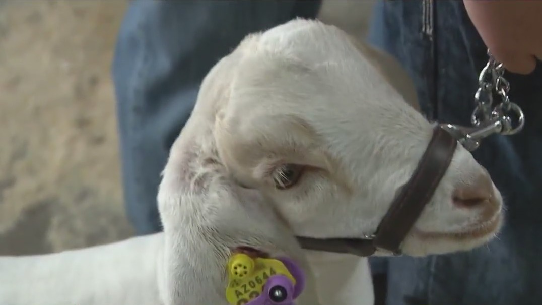 AZ Natl. Livestock Show returns to state fairgrounds