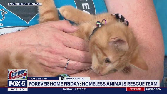 Zip Trip to Herndon: Forever Home Friday