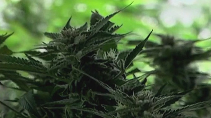 A slight move towards decriminalization of pot