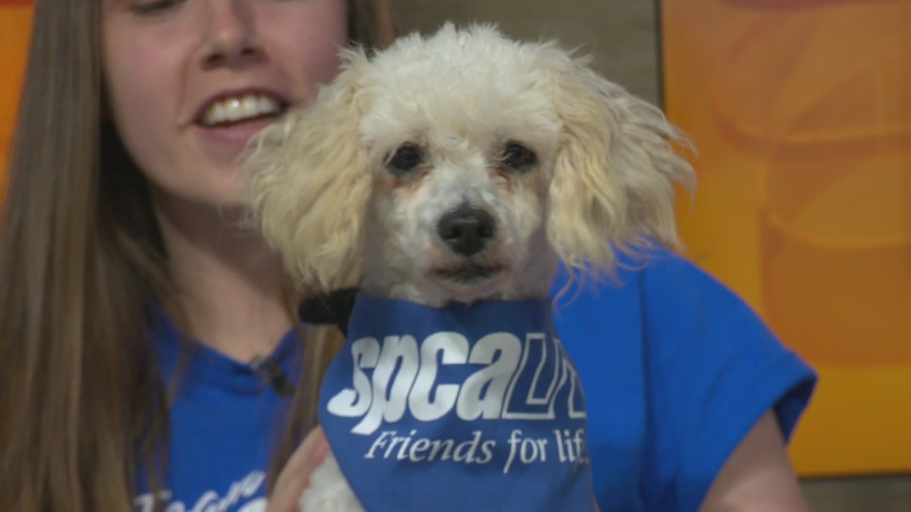 Pet Project: Curly at spcaLA