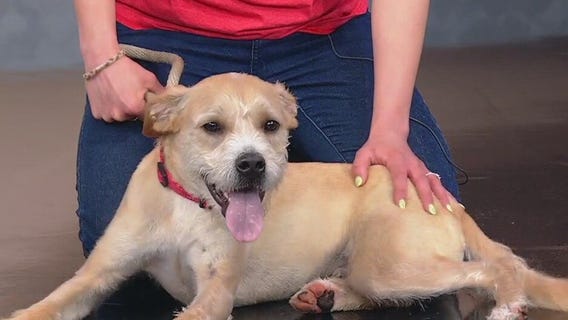 Meet Wilson: Our Pet of the Day