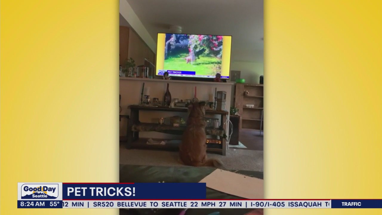 Pet Tricks for Thursday, Nov. 2