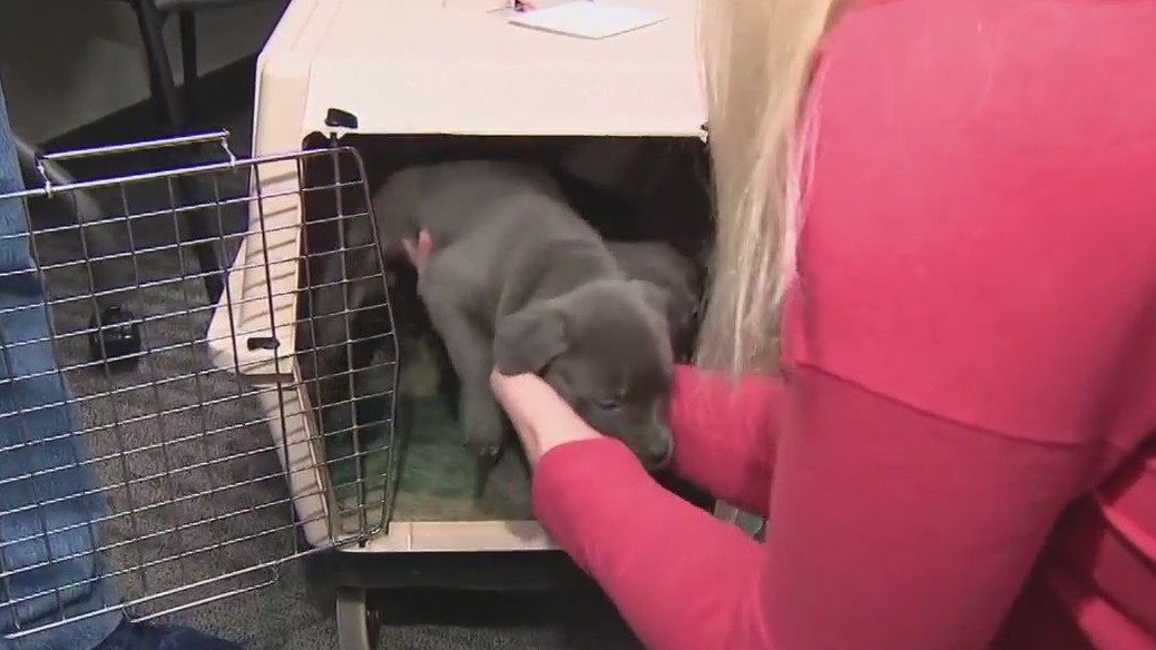 Community Cares: Arizona Humane Society offers Cuddle Bunch program