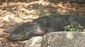 Florida video: Car theft, alligator attack and sharks