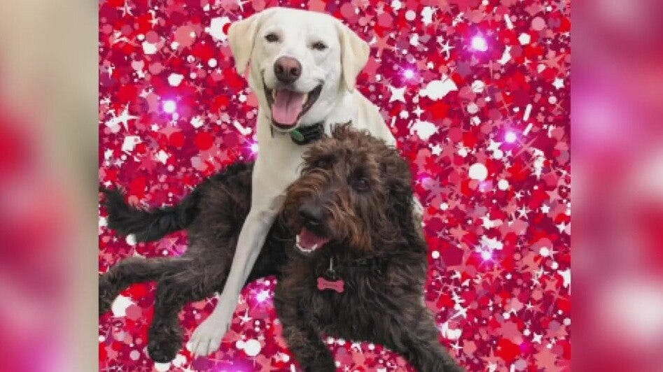 Holiday pics at Austin Dogtown