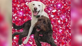 Holiday pics at Austin Dogtown