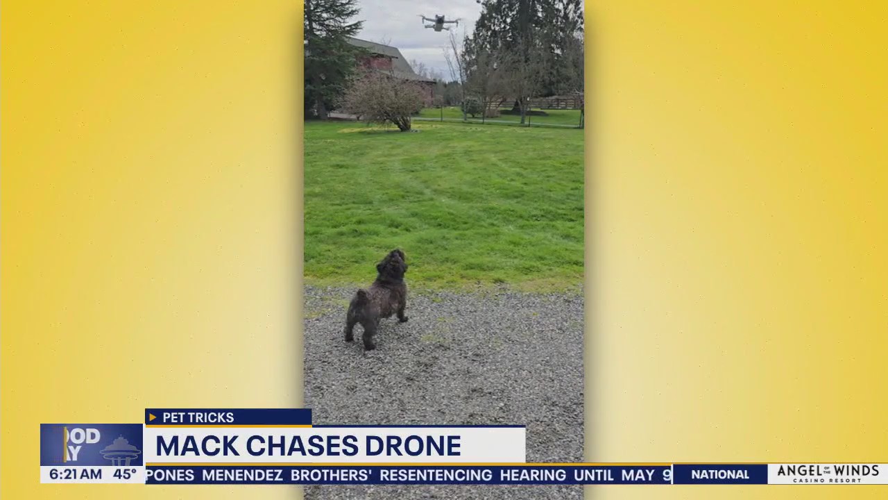 Pet Tricks for Friday, April 18