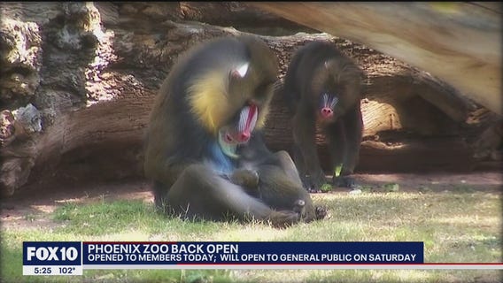 Phoenix Zoo back open after closing twice due to coronavirus pandemic