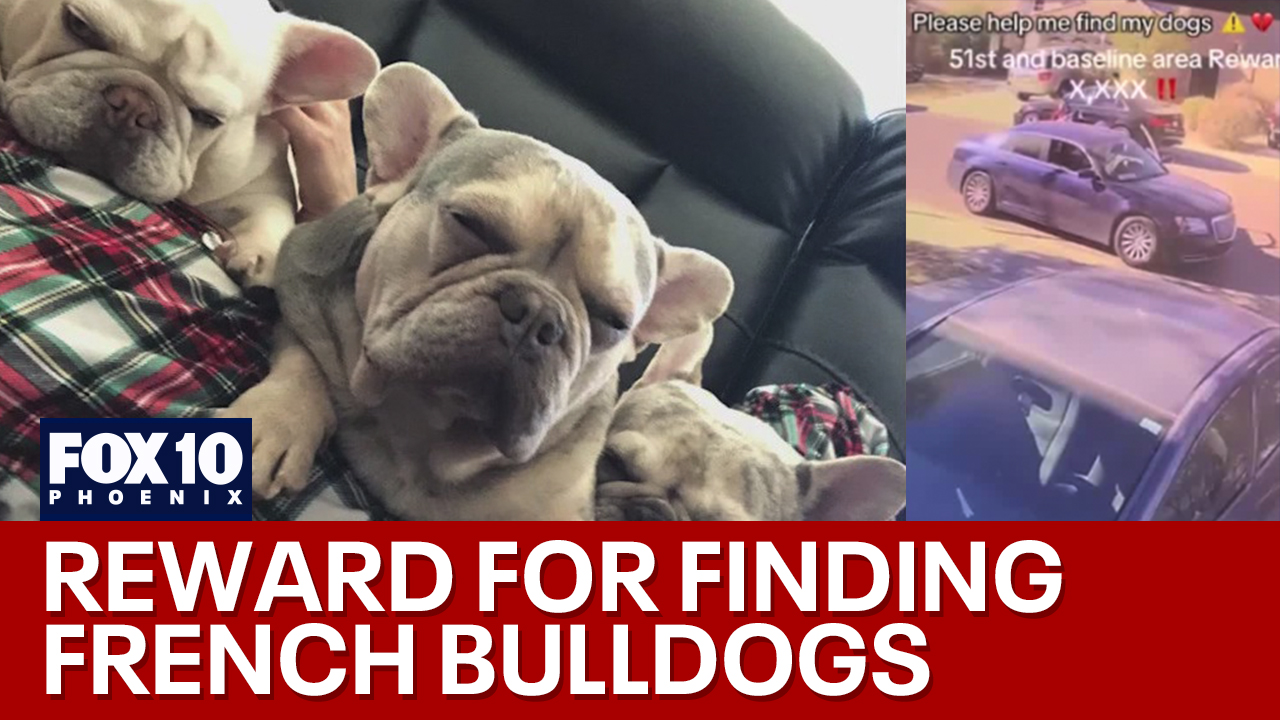 3 French Bulldogs stolen on Christmas