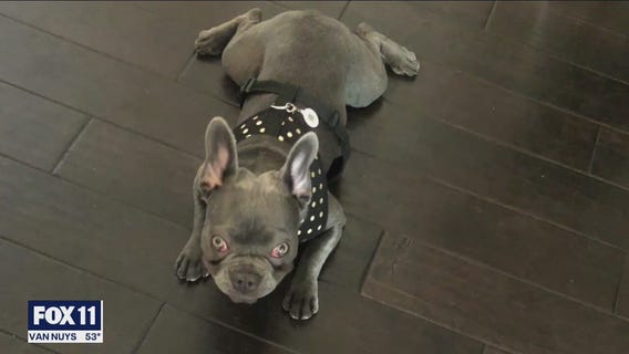 French bulldog allegedly stolen from woman in Hollywood