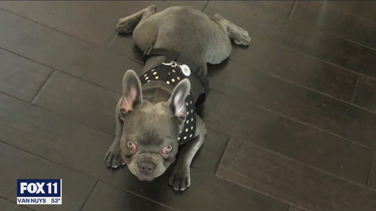 French bulldog allegedly stolen from woman in Hollywood
