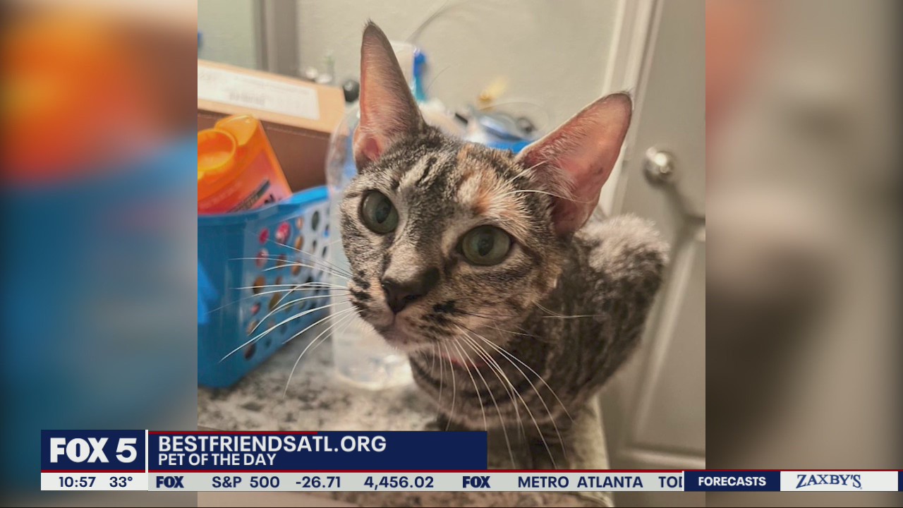 Pet of the Day from Best Friends Atlanta