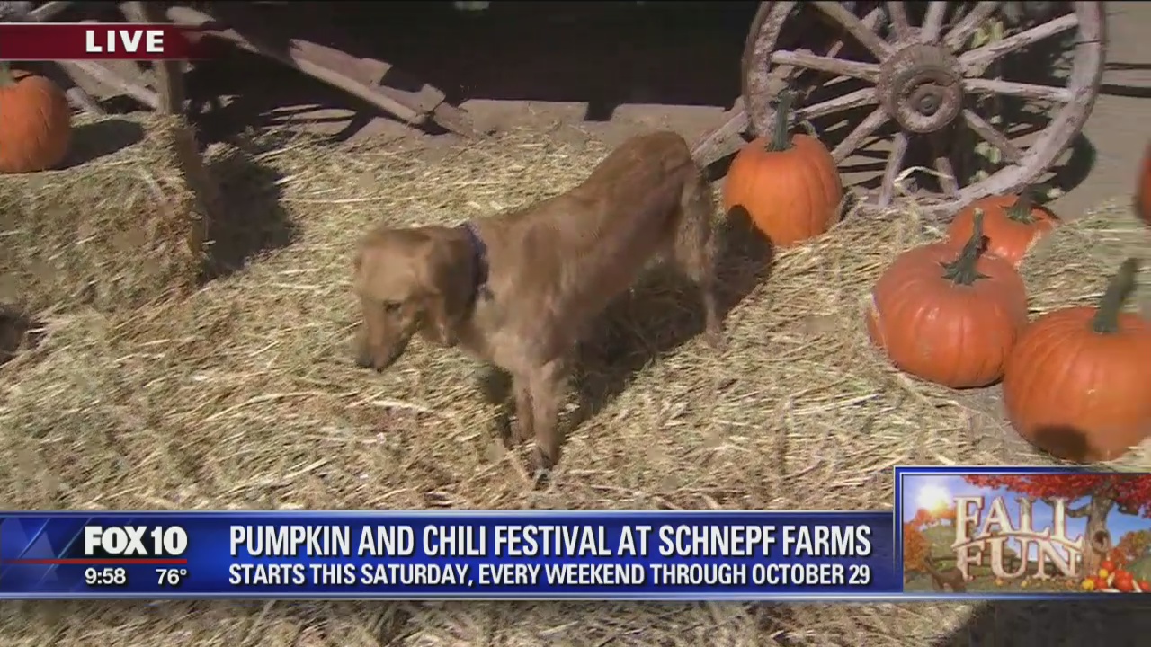 Cory's Corner: Schnepf Farms Pumpkin and Chili Festival