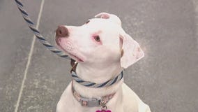 Free puppies at mega-adoption event