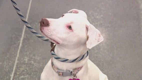 Free puppies at mega-adoption event