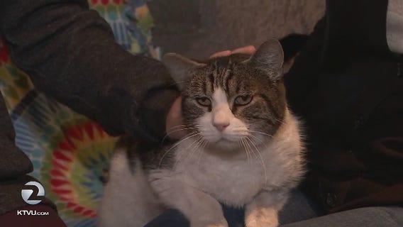 Thomas the cat returns home 7 weeks after Santa Rosa fires