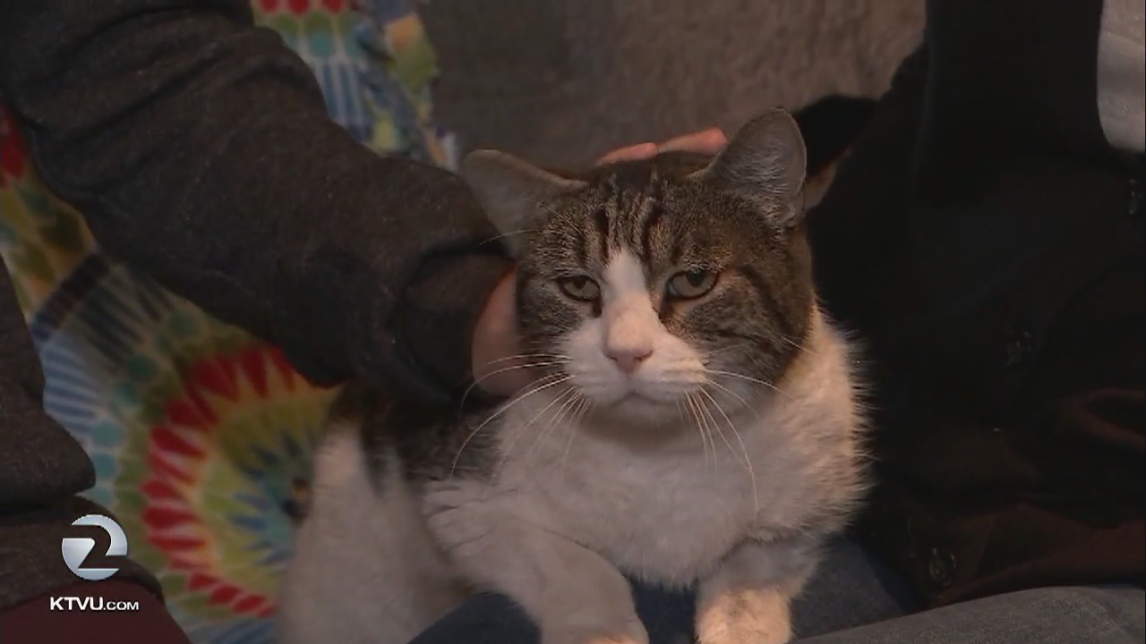 Thomas the cat returns home 7 weeks after Santa Rosa fires