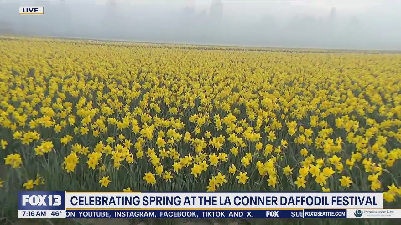 Starting spring at La Conner Daffodil Festival