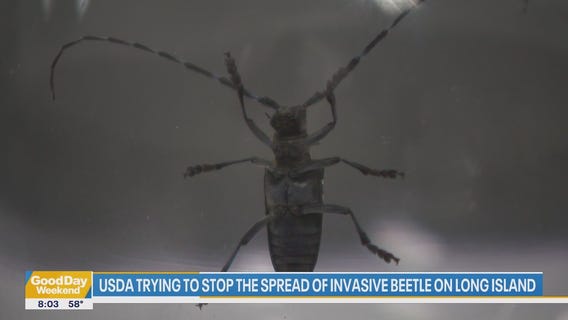 Invasive beetles spread on Long Island, 3 injured in Bronx shooting | Good Day Weekend