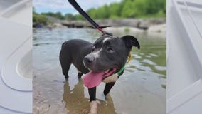 Adopt Drogo at Austin Animal Center!